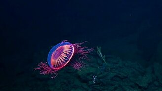 Красивейшая медуза - смотреть видео (1:16)