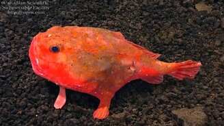 Рыба на прогулке - смотреть видео (2:50)