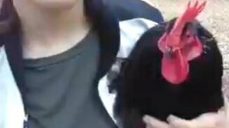 Петух встречает хозяйку - смотреть видео (0:40)