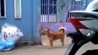 Пёс-воротолаз - смотреть видео (0:41)