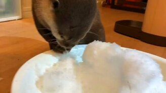 Выдра впервые видит снег - смотреть видео (2:19)