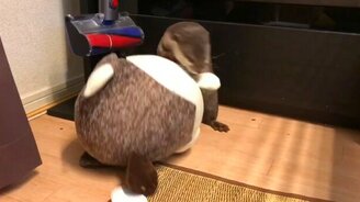 Выдра против пищащей игрушки - смотреть видео (3:13)