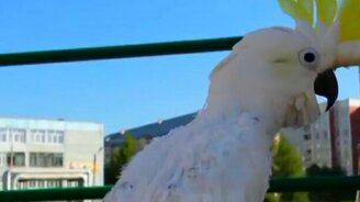 Разговорчивый попугай на прогулке - смотреть видео (0:47)