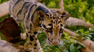 Дымчатый леопард - смотреть видео (3:15)