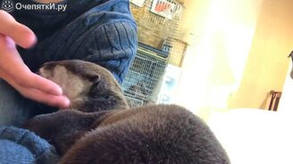 Когда у выдры хорошее настроение - смотреть видео (1:43)