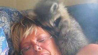 Енот мешает спать - смотреть видео (0:44)