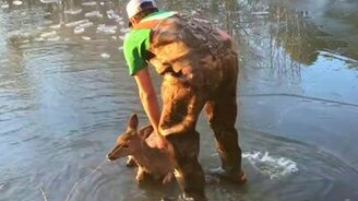 Спасение оленя изо льда - смотреть видео (4:14)