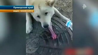 Спасение собачьего языка - смотреть видео (0:46)