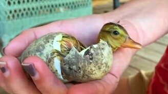 Вылупление утёнка на руках - смотреть видео (1:00)