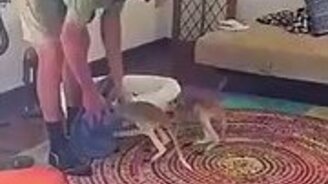 Кенгурята, пора спать! - смотреть видео (0:32)