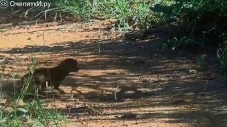 Мангуст против змеи - смотреть видео (2:32)