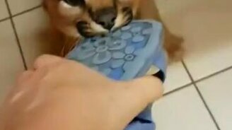 Отдай тапочек, каракал! - смотреть видео (0:25)