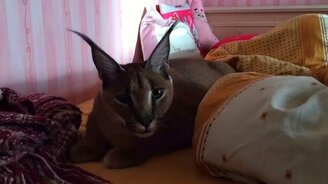 Каракал скалится и шипит - смотреть видео (1:34)