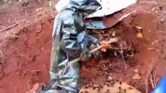 Разорение гнезда шершней - смотреть видео (4:25)