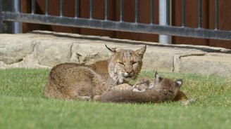 Рысь пришла к человеку - смотреть видео (7:45)