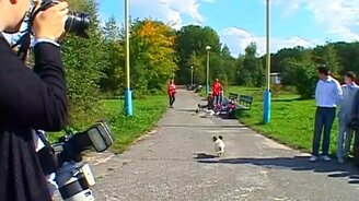 Кот-защитник на свадьбе - смотреть видео (1:23)