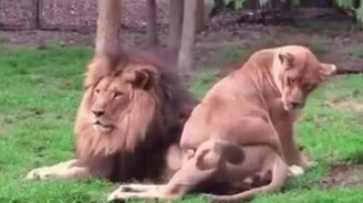 Милый, обрати на меня внимание! - смотреть видео (0:48)