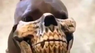 Страшнейшая собака - смотреть видео (0:16)