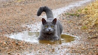 Кошка играет в луже - смотреть видео (1:08)