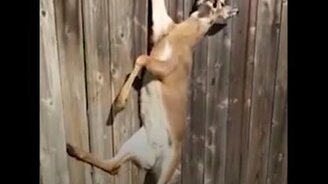 Как парень оленя вызволил - смотреть видео (1:42)