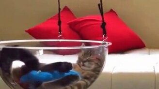 Котяра расслабляется - смотреть видео (0:13)