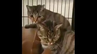 Реакция кошек на гребень - смотреть видео (1:05)