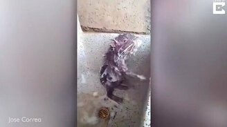 Крыса принимает душ - смотреть видео (0:49)