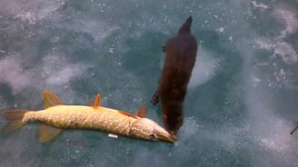 Норка утаскивает щуку - смотреть видео (1:47)