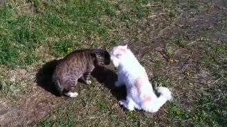 Кот-драчун и хозяин-матершинник - смотреть видео (0:58)