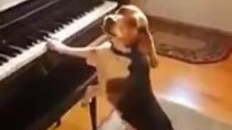 Пёс - пианист и певец - смотреть видео (0:55)