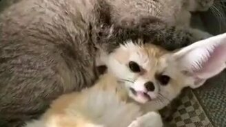 Кот против фенека - смотреть видео (0:50)