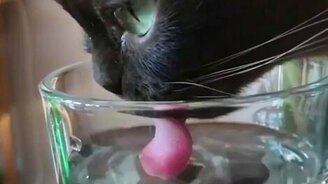 Кошка лакает воду в замедлении - смотреть видео (0:37)