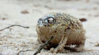 Витас-лягушка - смотреть видео (0:41)