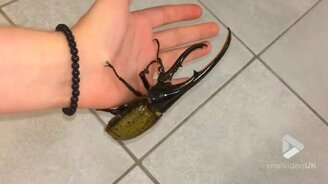 Жук-геркулес собственной персоной - смотреть видео (0:24)