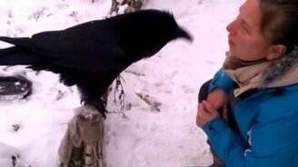 Ворон, кушать будешь? - смотреть видео (4:21)