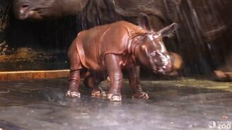 Задорный детёныш носорога - смотреть видео (0:38)