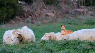 Пёс-пастух верхом на овцах - смотреть видео (0:39)