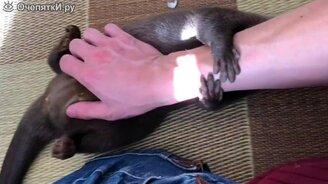 Выдра обнимается с рукой - смотреть видео (1:07)