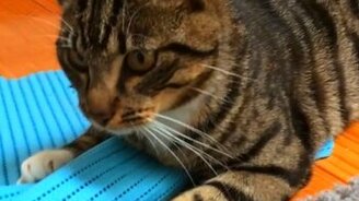 Нападение домашнего хищника - смотреть видео (0:54)