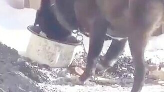 Когда твоя лапа против тебя - смотреть видео (1:00)