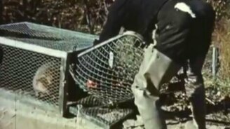 Бобры прыгают с парашютом - смотреть видео (1:56)