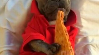 Бульдожик в роли человека - смотреть видео (0:59)