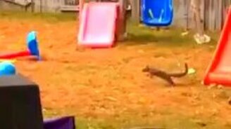 Из жизни белок и бурундуков - смотреть видео (1:33)