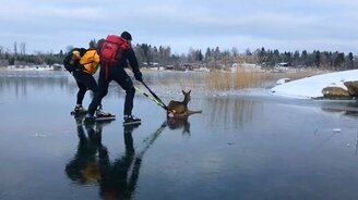 Спасение оленёнка со льда - смотреть видео (1:01)