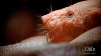 Кто такие голые землекопы? - смотреть видео (3:33)