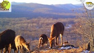 Леопард собрал на пиршество соседей по лесу - смотреть видео (3:11)