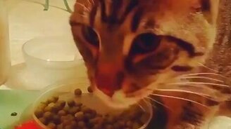 Кот трапезничает горошком - смотреть видео (0:22)