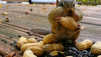 Запасаемся арахисом - смотреть видео (1:08)