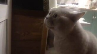 Открой мне дверь, человек! - смотреть видео (1:44)