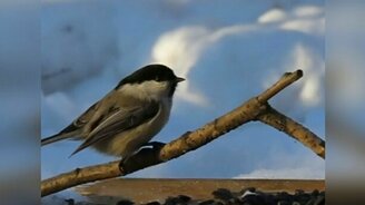 Бурозубка в птичьей кормушке - смотреть видео (2:59)